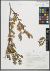 Foto von Salix rhamnifolia Pall.